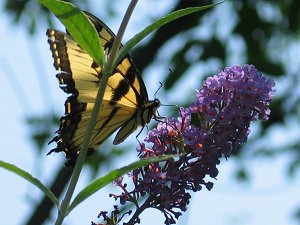 butterfly