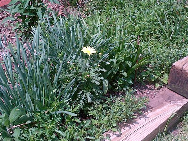 Bottone Family Garden  