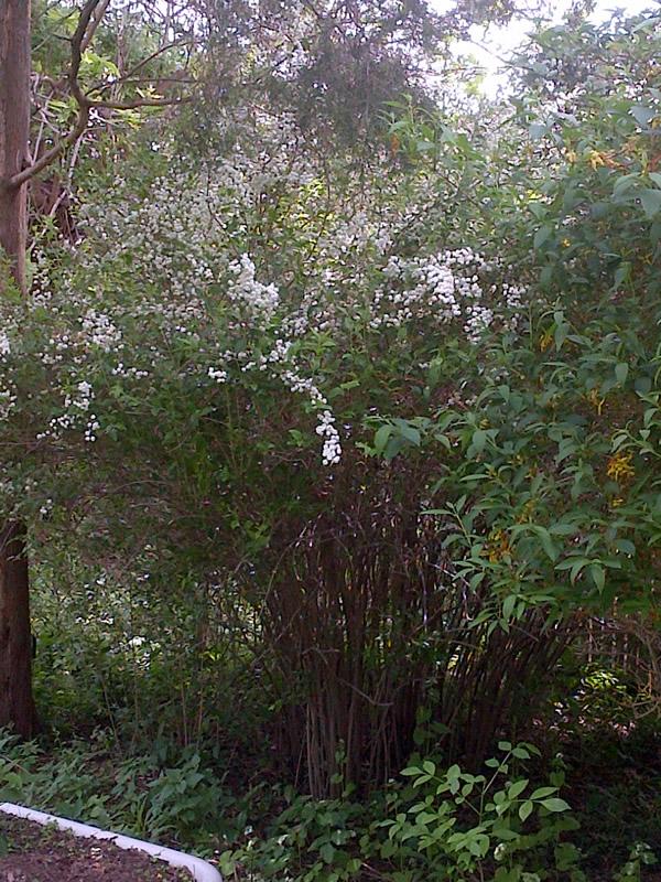 Bottone Family Garden  