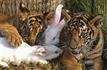 friends 4 