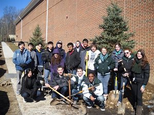 tree planting 1